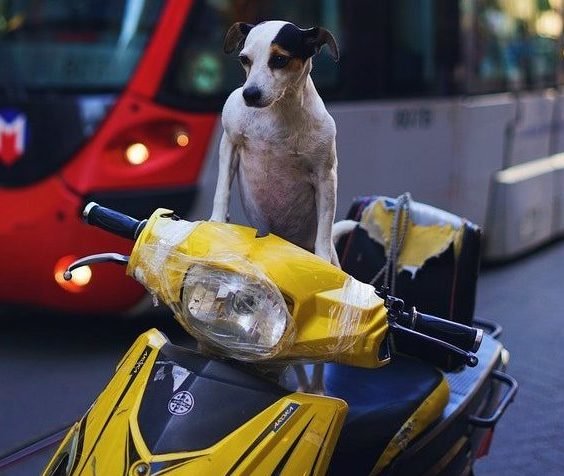Jugendlicher fährt Mofa im Straßenverkehr – Symbolbild